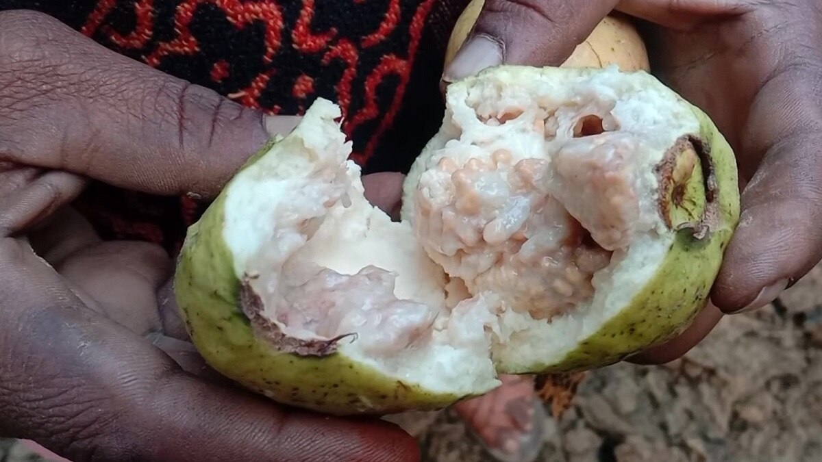 क्या है अमरूद की खासियत?