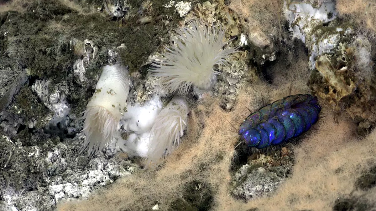 hydrothermal vents Gulf of California 
