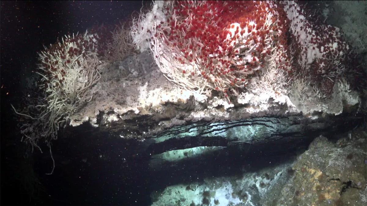 hydrothermal vents Gulf of California 
