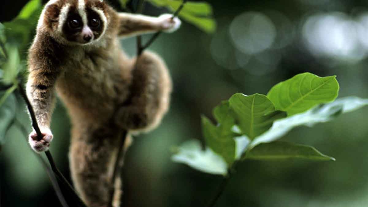 Bornean Orangutan eating slow loris