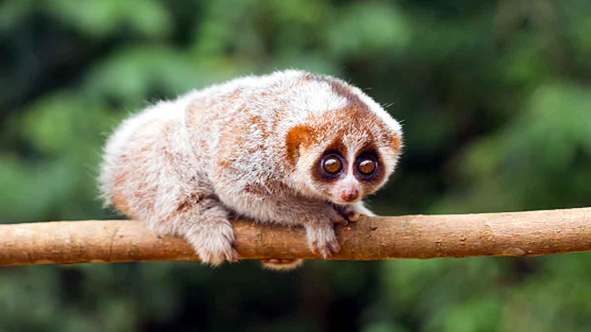 Bornean Orangutan eating slow loris