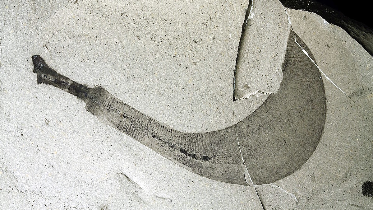 Penis Worms Ancient Seas