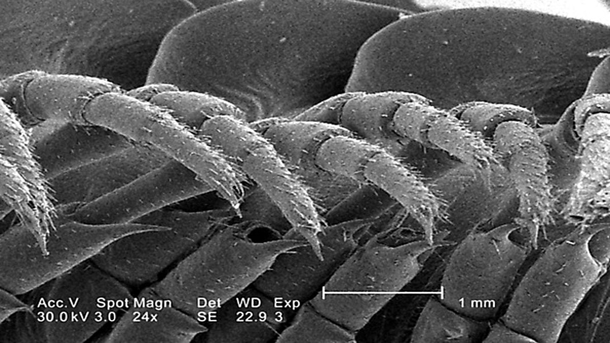 world record for the most legs