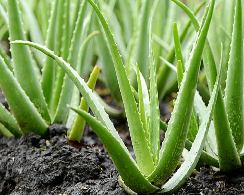 Aloe Vera farming 