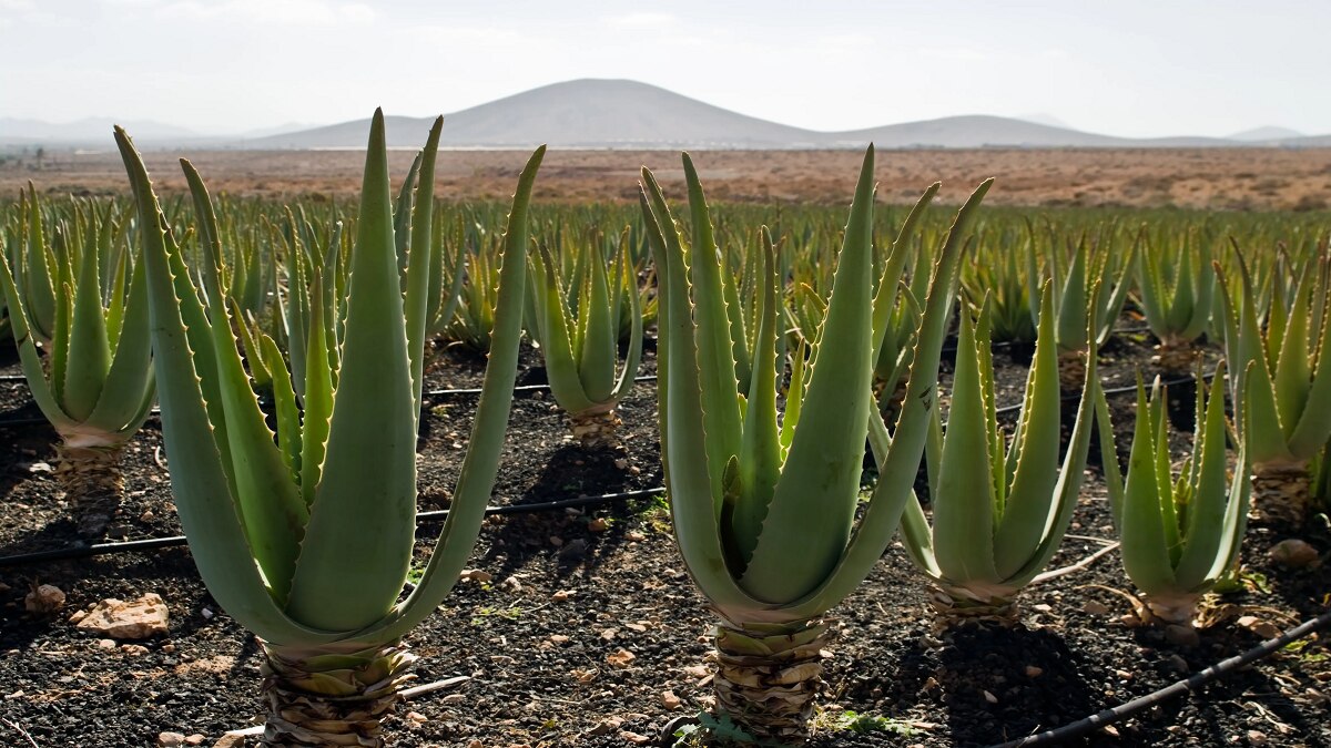 Aloe Vera Farming: