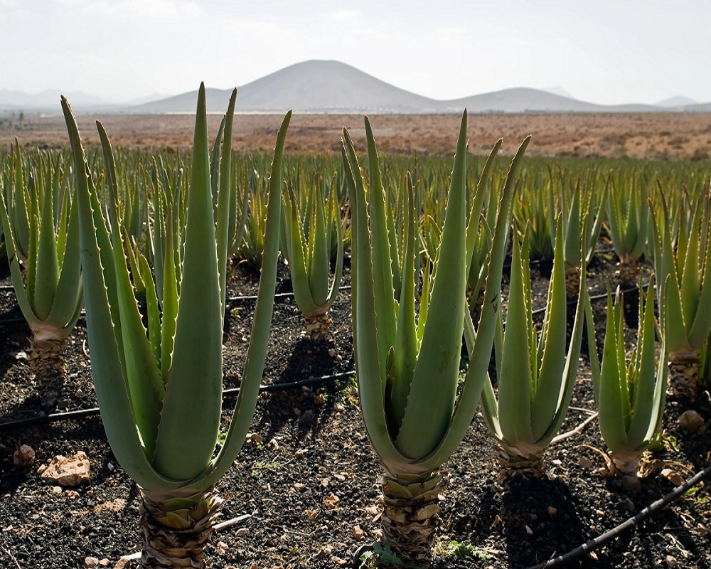 Aloe Vera profit 