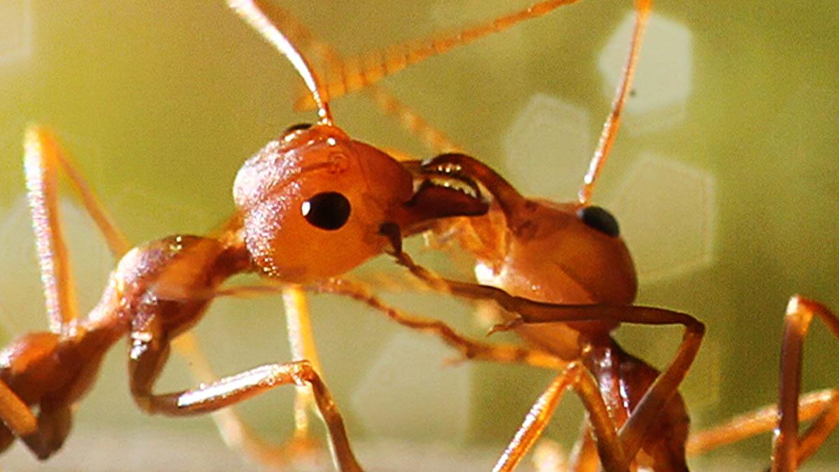 चींटियों के पास होता है 'सामाजिक पेट', एक दूसरे के मुंह में उल्टी करके