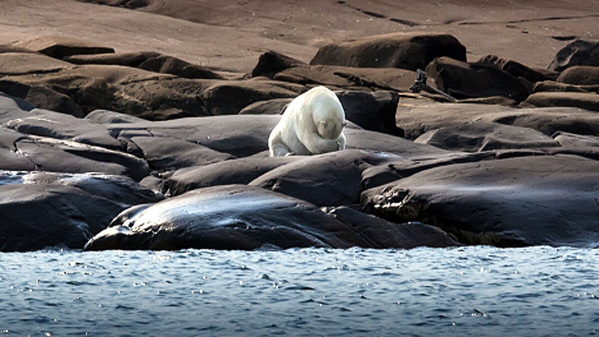Hottest Temperature in Arctic