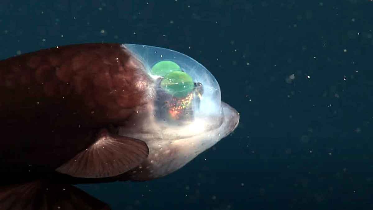 Fish with forehead eye 