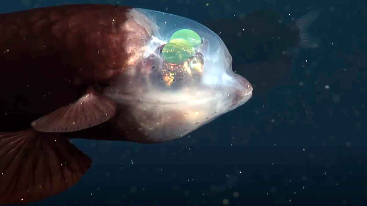 Fish with forehead eye 