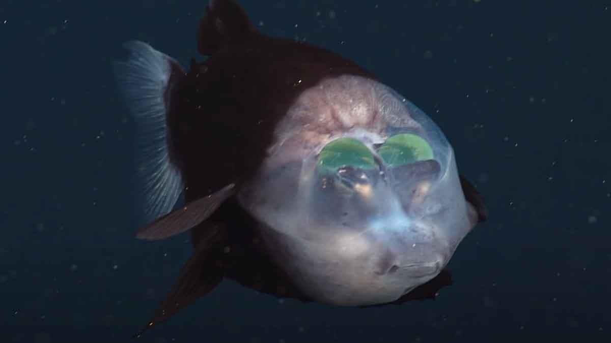 Fish with forehead eye 