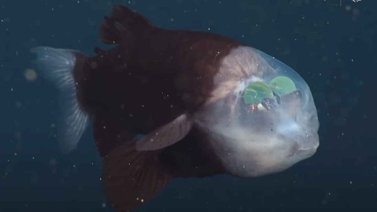 Fish with forehead eye 