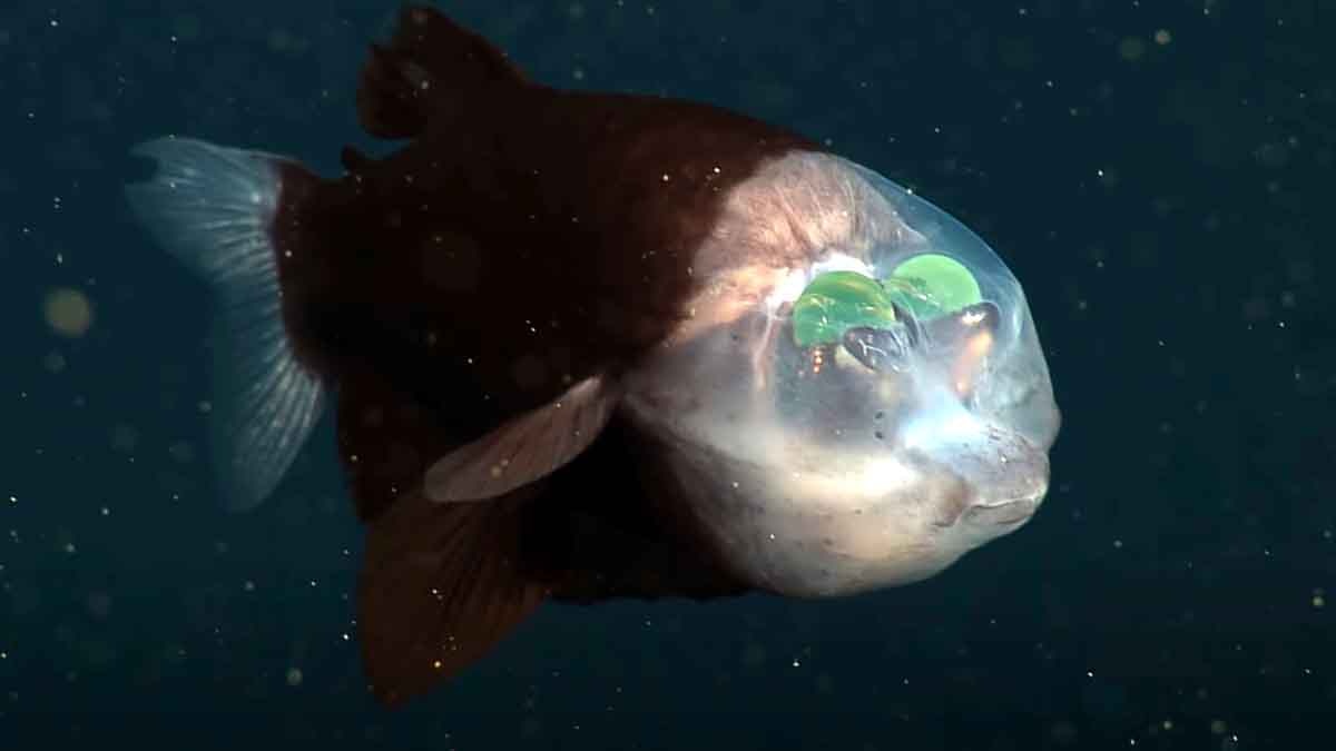 Fish with forehead eye 