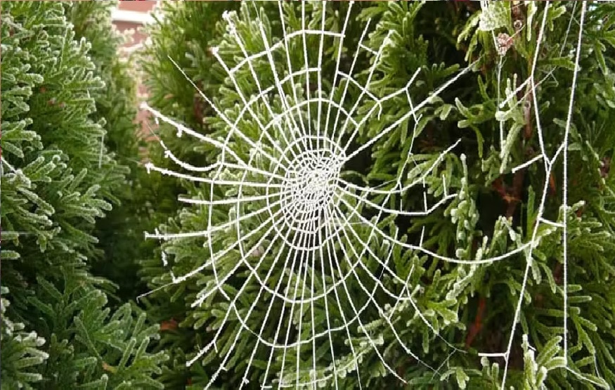Cobweb Christmas
