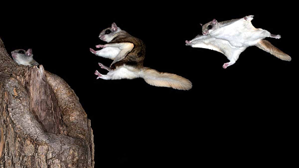 5 Species of flying squirrel 