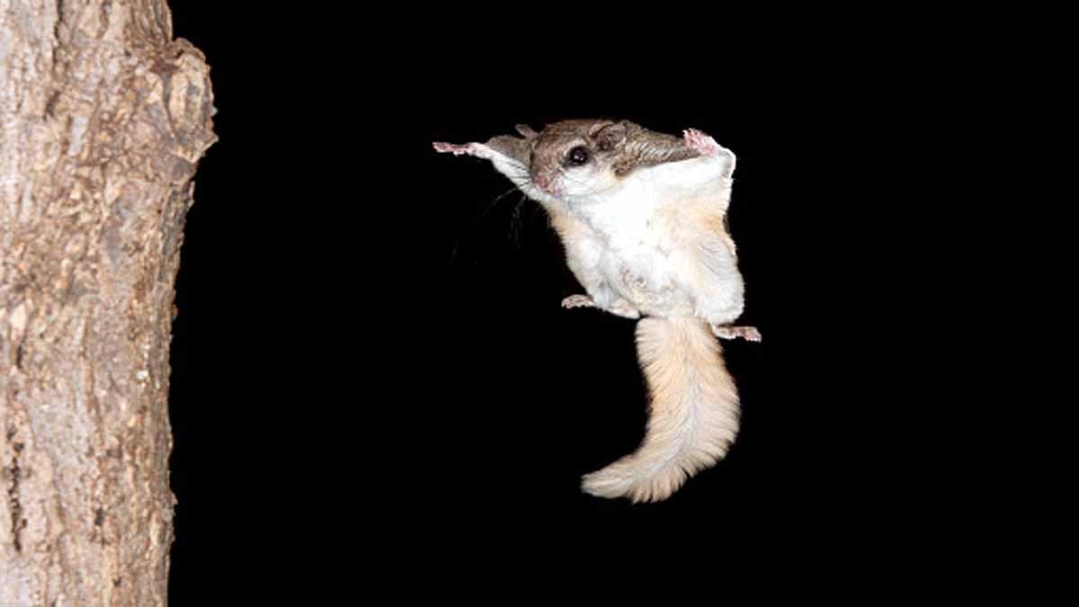Five Species of Flying Squirrel found in Uttarakhand