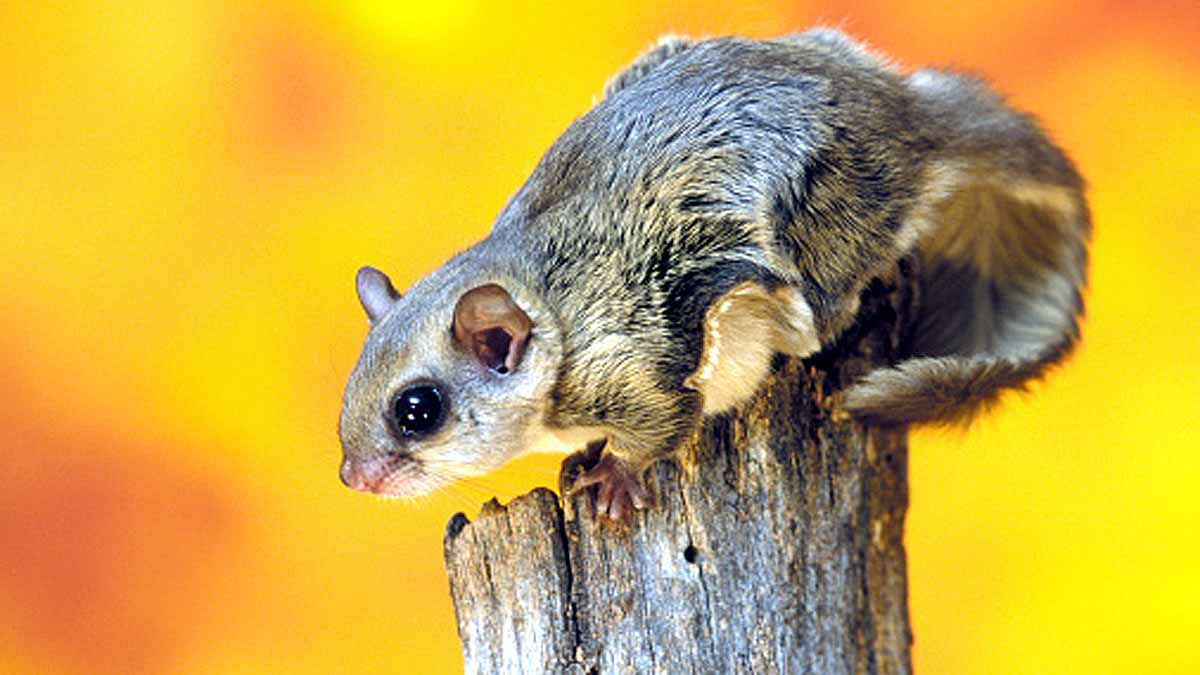 5 Species of flying squirrel 