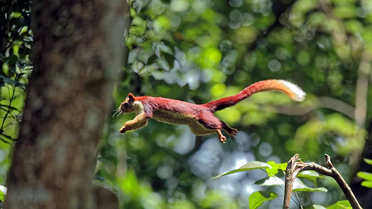 5 Species of flying squirrel 