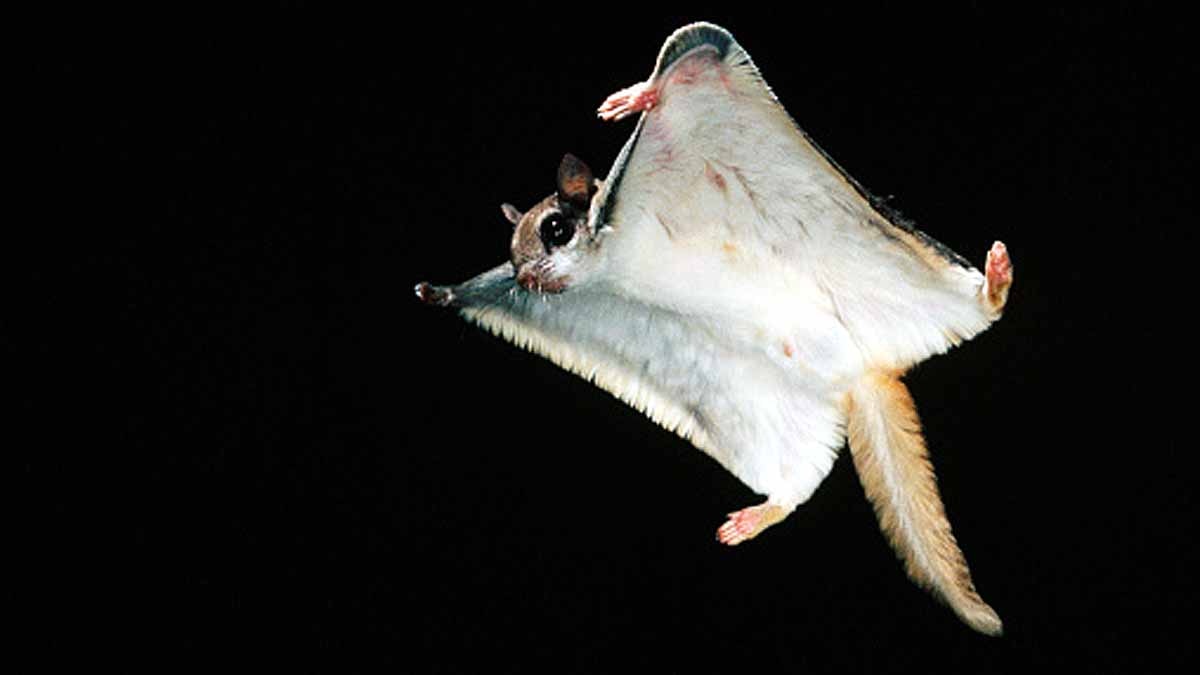 5 Species of flying squirrel 
