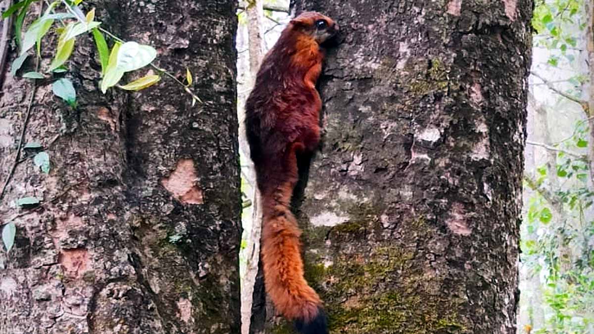 5 Species of flying squirrel 