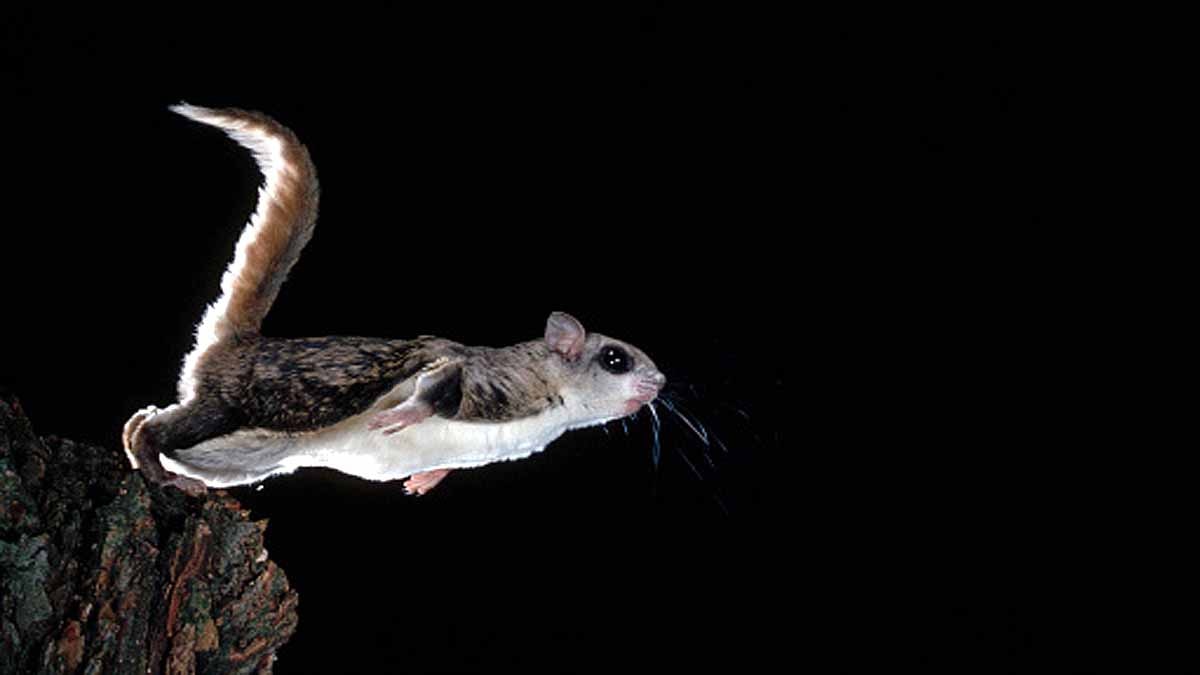 5 Species of flying squirrel 