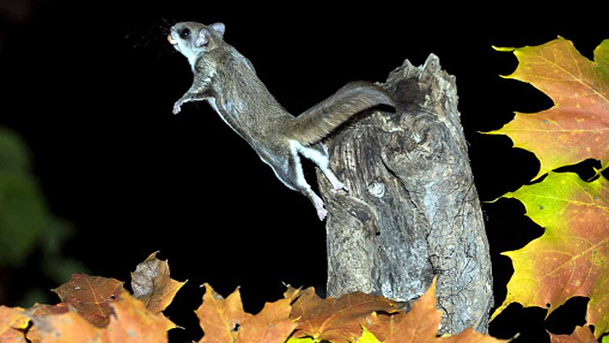 5 Species of flying squirrel 