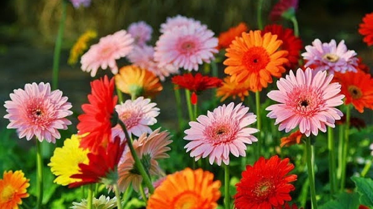 Gerbera Flowers