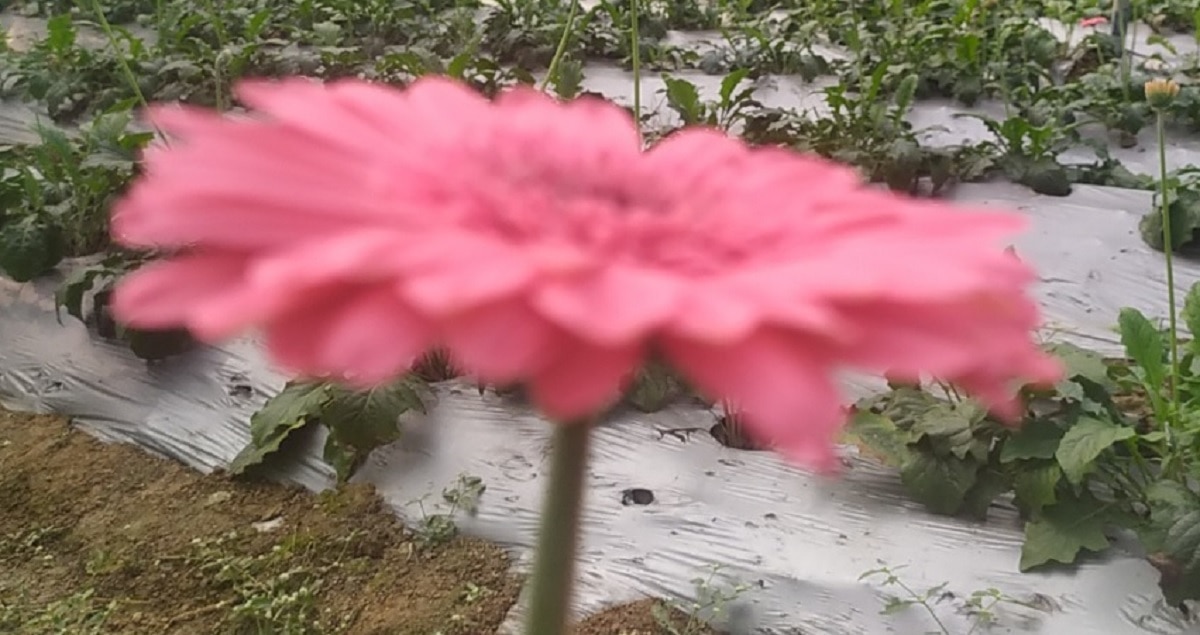 Gerbera Flowers Cultivation