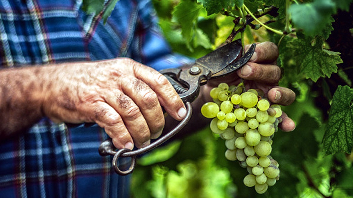 Grape Seed allows anti ageing