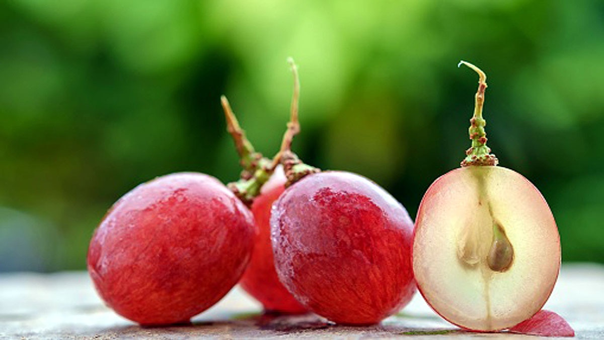 Grape Seed allows anti ageing