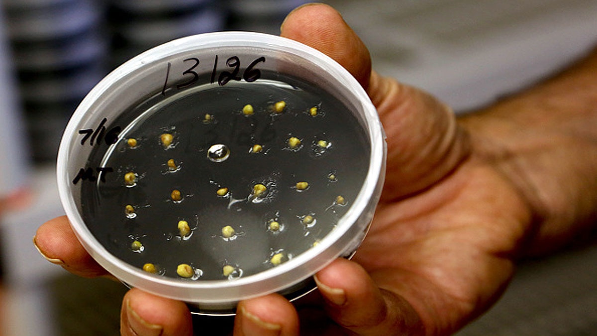 Grape Seed allows anti ageing