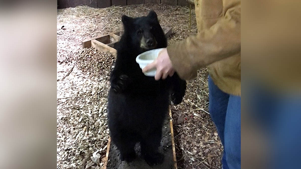 unknown human ancestor walked like bear