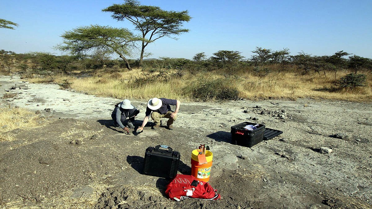 unknown human ancestor walked like bear