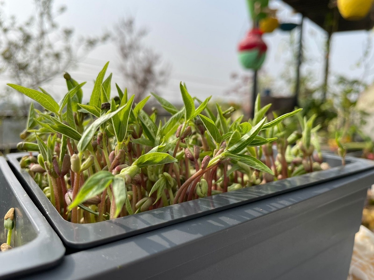 hydroponic farming future