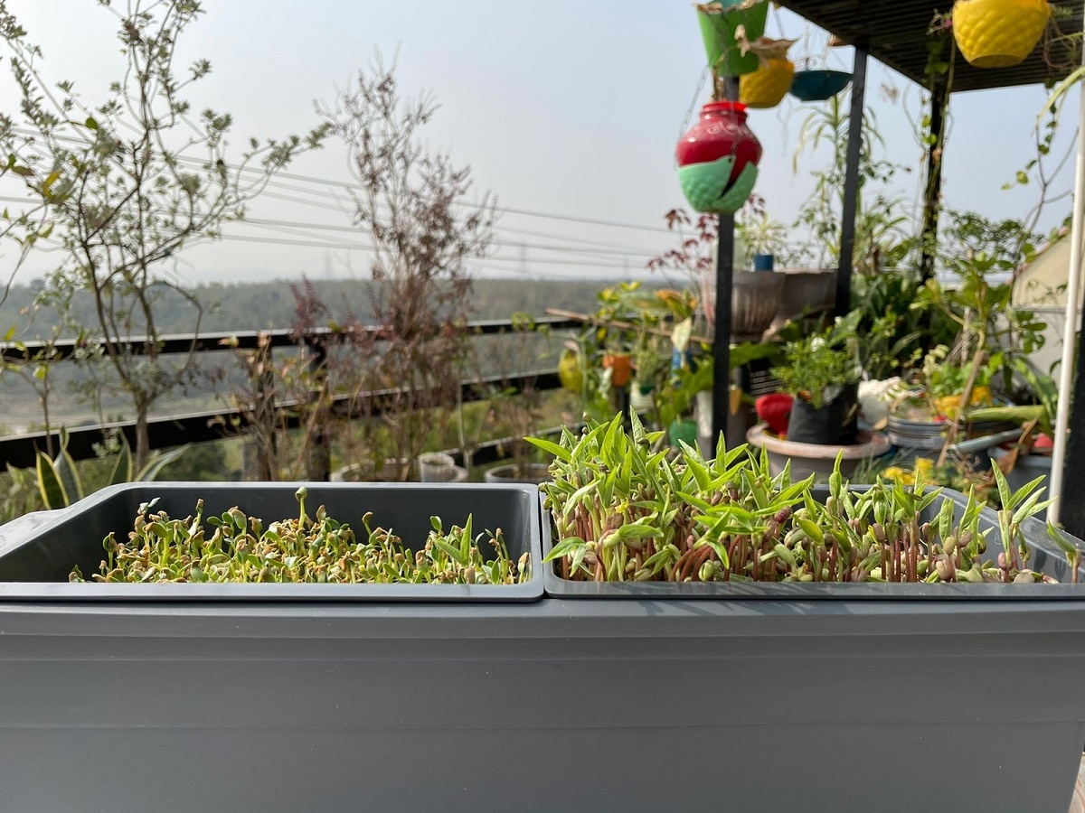 Hydroponic farming mistake