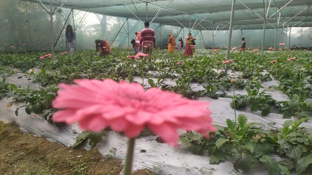 How to Start Gerbera Flower farming