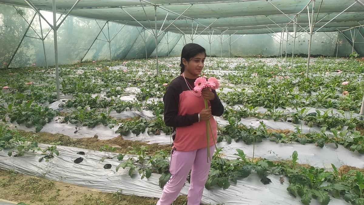 Gerbera Flower Farming