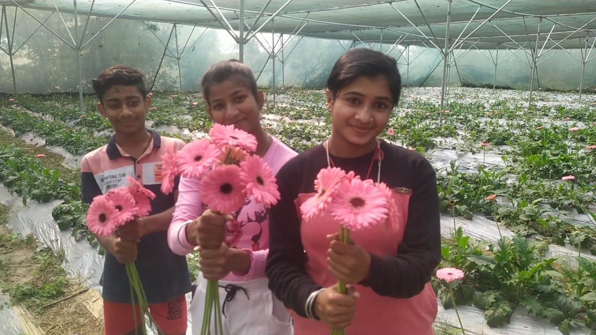 Gerbera Flower Farming, Two Sisters