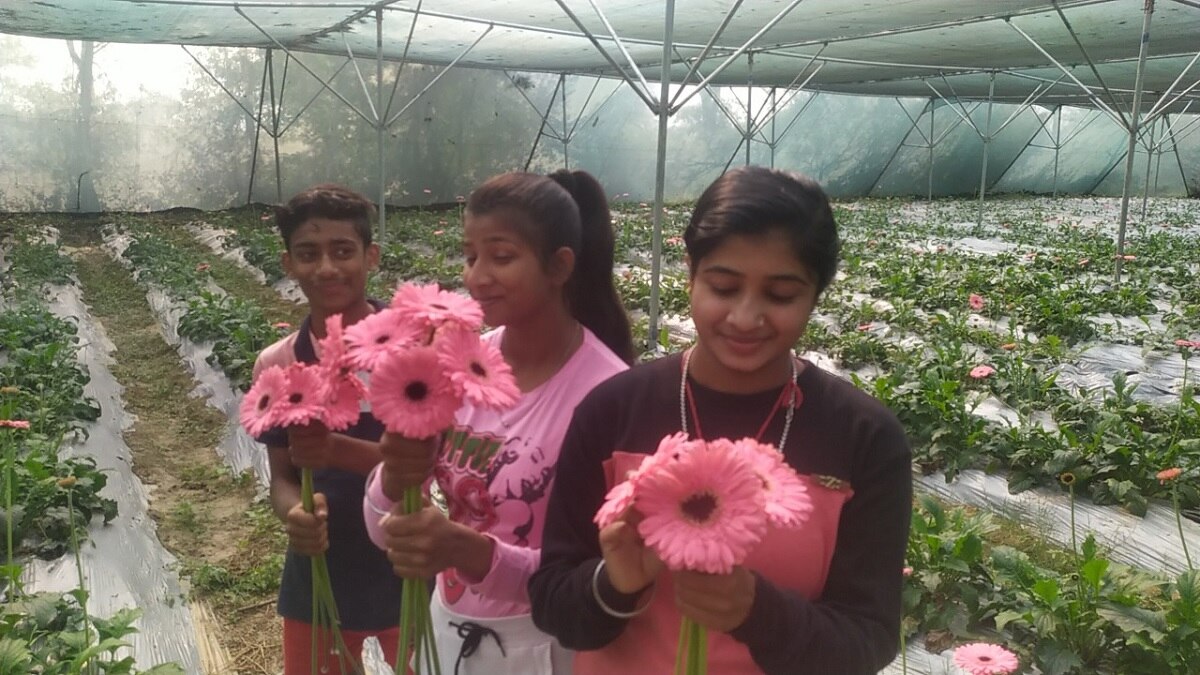 Gerbera Flower Profit