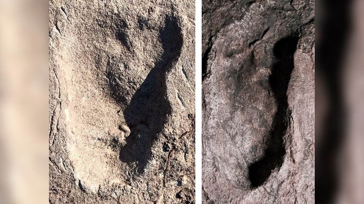 unknown human ancestor walked like bear
