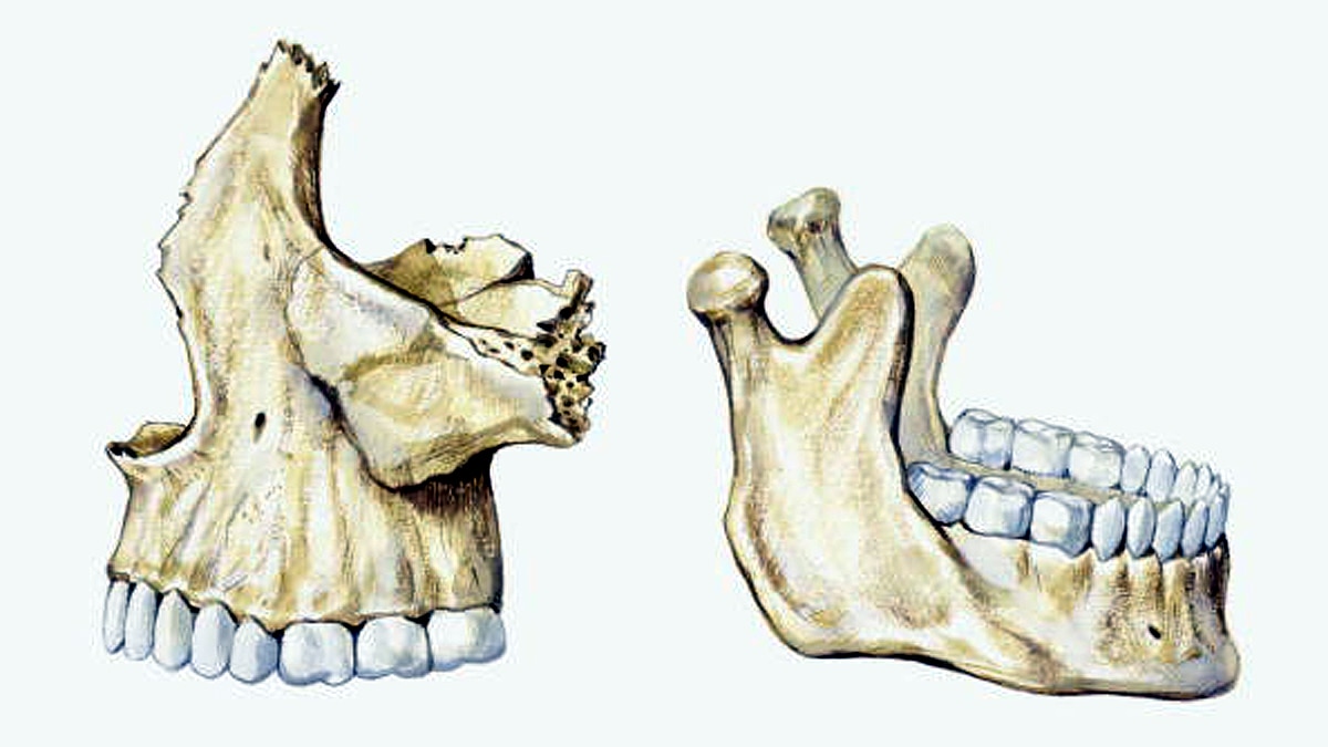 New Part of Body Discovered 