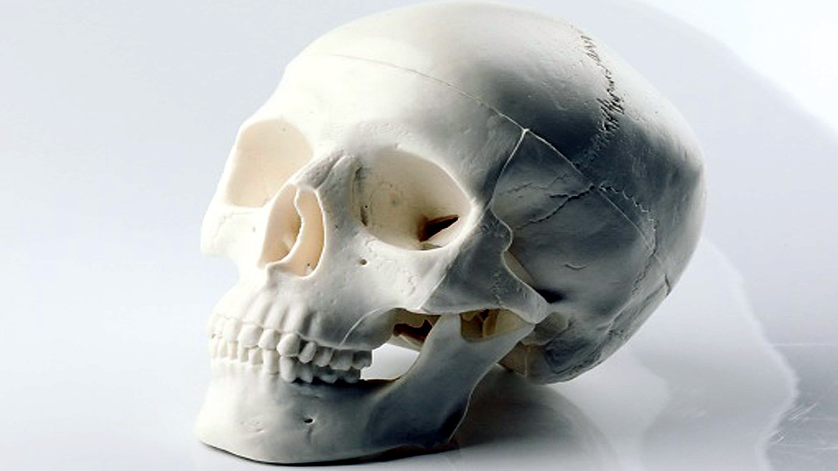 New Part of Body Discovered 