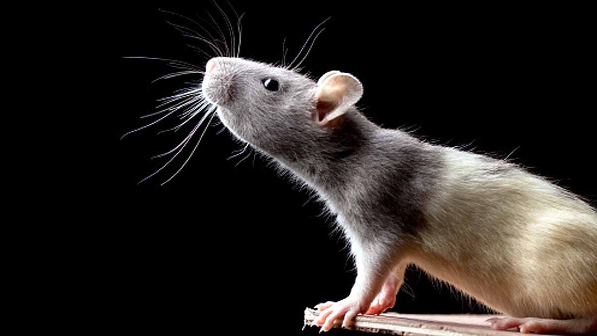 Omicron Virus Origin Rats