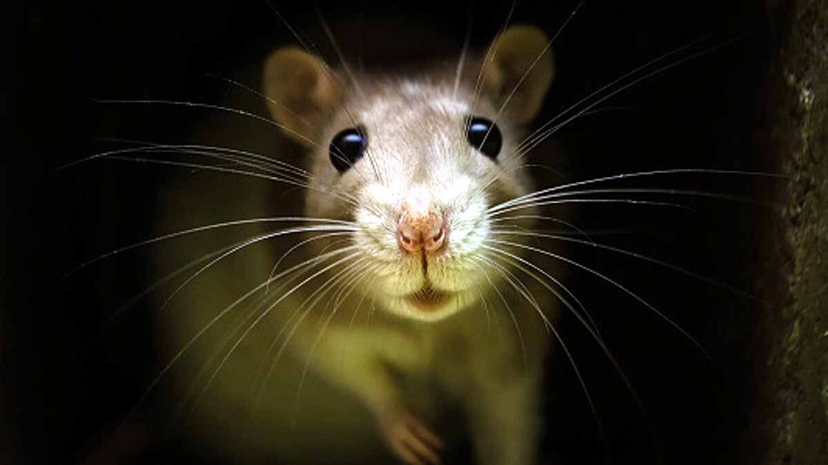 Omicron Virus Origin क्या चूहों से आया कोरोना का ये खतरनाक वैरिएंट