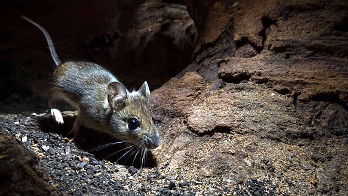 Omicron Virus Origin क्या चूहों से आया कोरोना का ये खतरनाक वैरिएंट