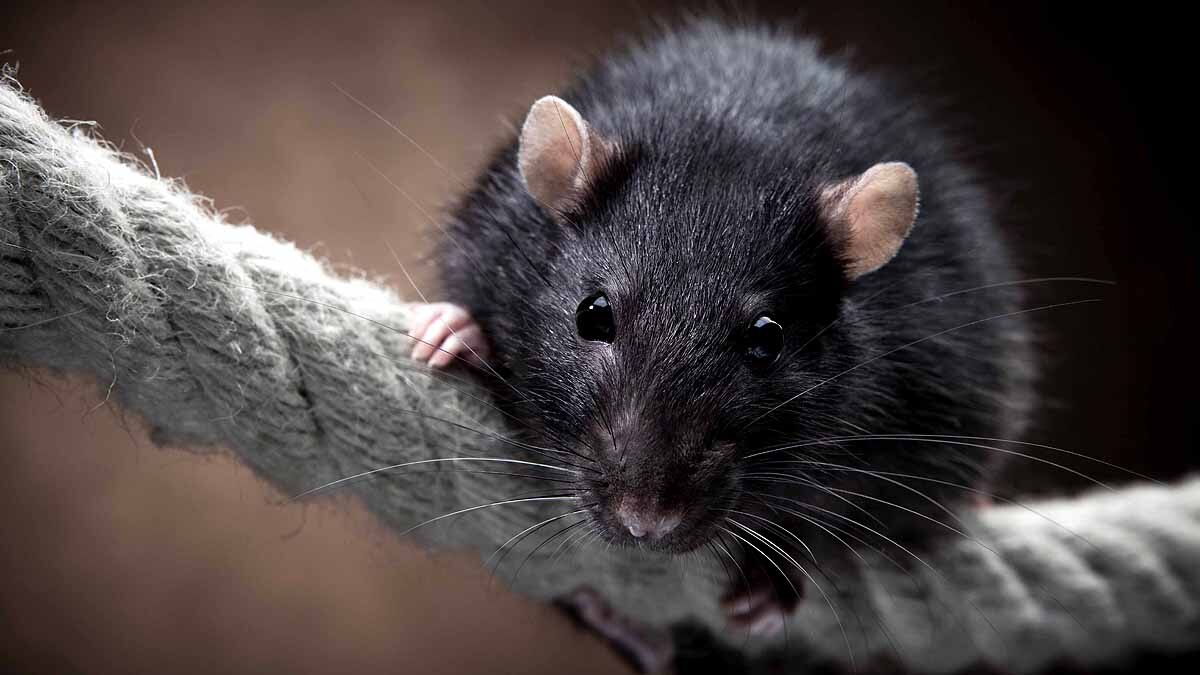 Omicron Virus Origin Rats