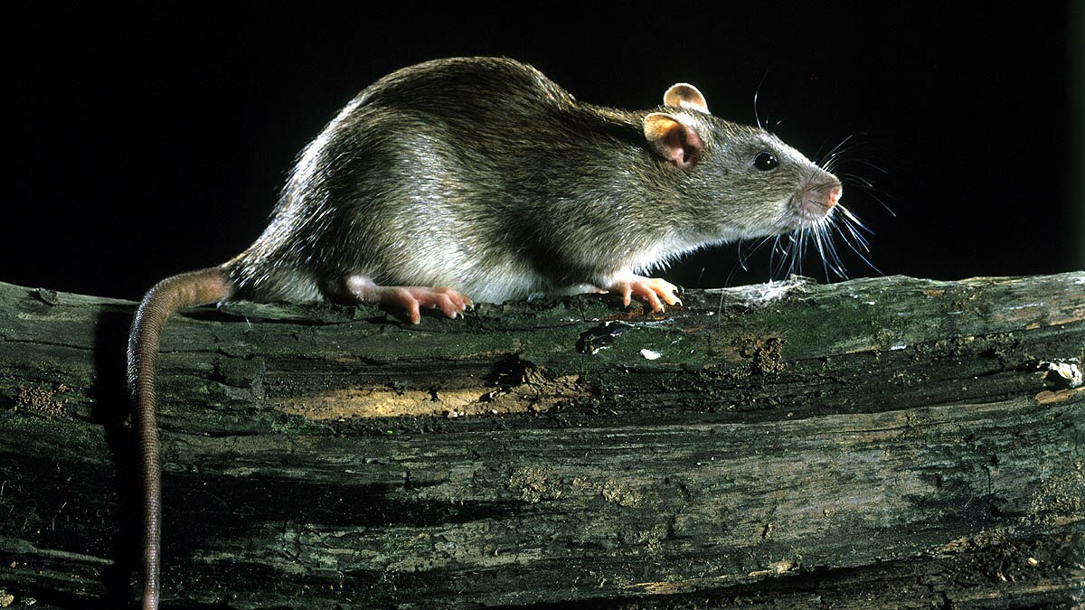 Omicron Virus Origin Rats