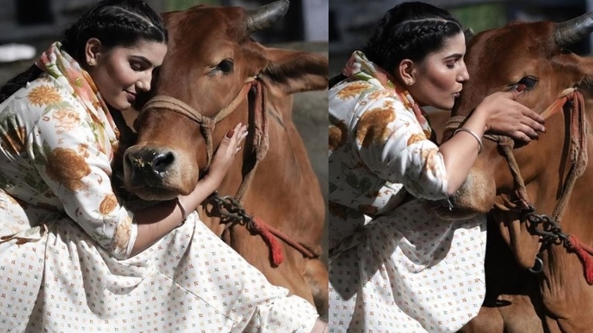 Sapna Chaudhary with Cow Photos