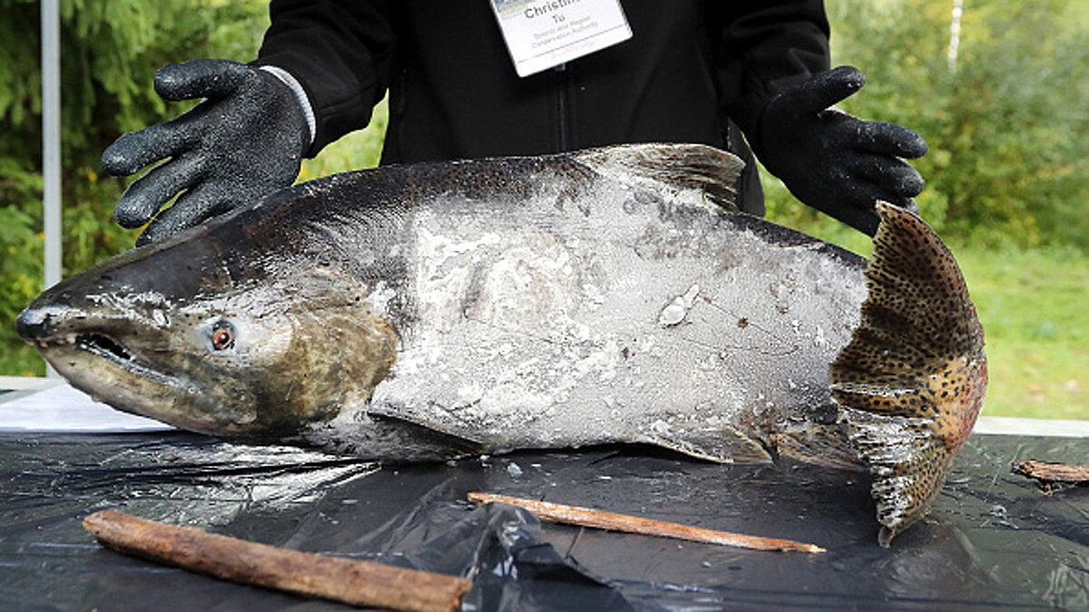 Sperm will save Earth from plastic