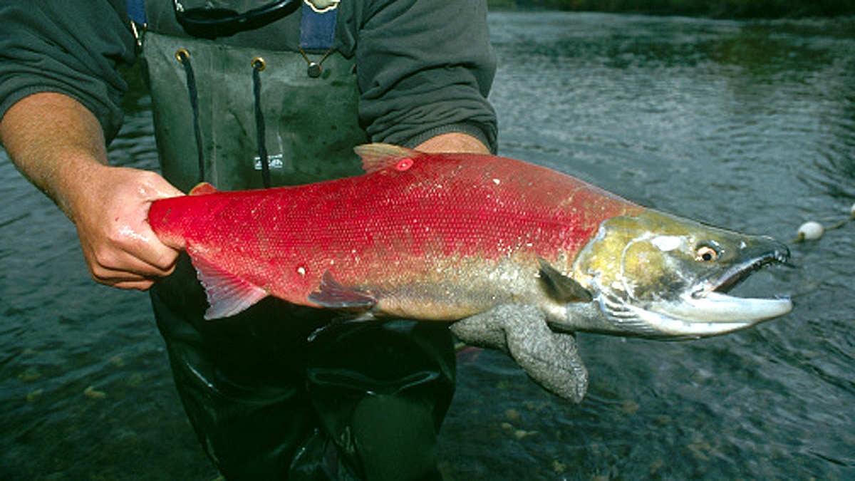 Sperm will save Earth from plastic